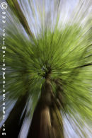 Beech Tree in Spring (zoomed exposure)
